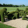 Now that is a hedge to be proud of !